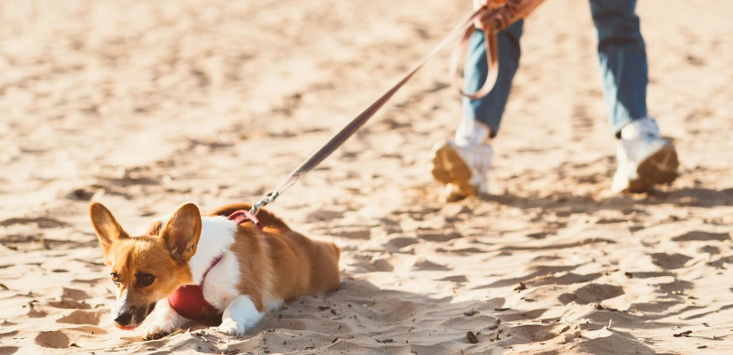 Take A Long Walk On The Dog Beach